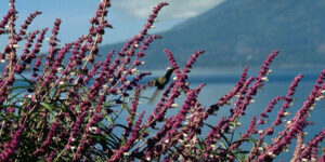 1997 Atitlan Lake (2), GUATEMALA