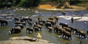 1997 Elephant Orphanage, SRI LANKA