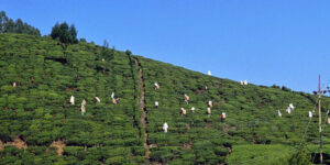 1997 Nuwara Eliya 2, SRI LANKA