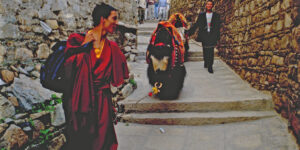 1998 Yaks Drepung TIBET