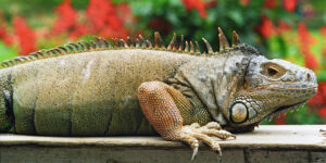 1999 Iguana Bali INDONESIA