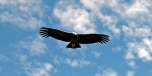 2003 08 Condor Colca Canyon PERU