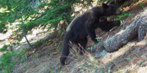 2009 Sequoia N.P. (2), USA