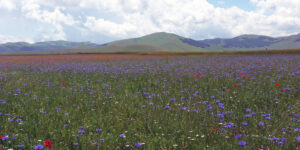 2011 Castelluccio Di Norcia ITALY