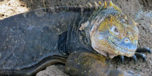 2014 03 Iguana, ECUADOR 