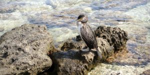 2019 09 Cormorant, Sardegna00073 Copy