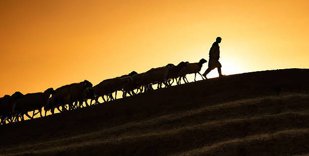 Shepherd leading his goats and sheep at sunset time